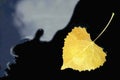 Yellow Aspen Leaf Royalty Free Stock Photo