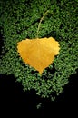 Yellow Aspen Leaf Royalty Free Stock Photo