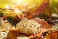 A yellow aspen leaf with dew drops lies on the ground in the autumn forest. Royalty Free Stock Photo