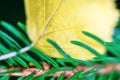 Yellow aspen leaf and green spruce needles Royalty Free Stock Photo