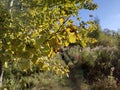 autumn aspen branch with yellow leaves Royalty Free Stock Photo