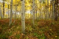 Yellow aspen