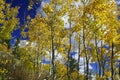 Yellow Aspen Trees