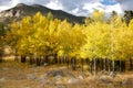 Yellow Aspen Trees Royalty Free Stock Photo