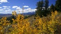 Yellow Aspen Trees above Valley