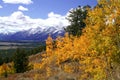 Yellow Aspen Trees above Valley