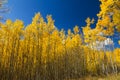 Yellow Aspen Trees in Fall