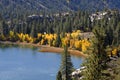 Yellow Aspen Trees on Shorelin