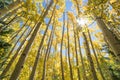 Sun Shining Through Gold Aspen Trees, Fall Foliage Autumn Colors Royalty Free Stock Photo