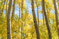 Aspen Trees in Fall Foliage Season, Yellow Gold Leaves, Autumn Tree Background Royalty Free Stock Photo