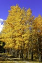 Yellow Aspens Royalty Free Stock Photo