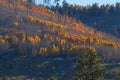 Yellow Aspens on a burn scare on a hillside