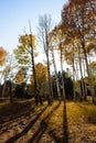 Yellow aspens casting long shadows across a dirt path in a forest near Flagstaff, Arizona Royalty Free Stock Photo
