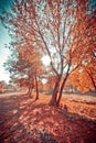 Yellow aspens with deep red bushes below Red Grass Royalty Free Stock Photo