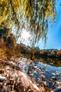 Yellow aspens with deep red bushes belowRed Glow Royalty Free Stock Photo