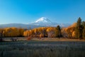 Mt Adams sunset with autumn aspens Royalty Free Stock Photo