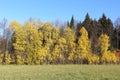 Yellow aspens and green fir-trees in the wood in the