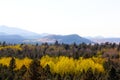 Yellow aspens and mountains in the forest of Flagstaff, Arizona Royalty Free Stock Photo