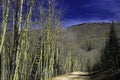 Yellow Aspens in Autumn