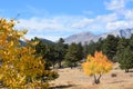 Yellow Aspens in Rocky Mountain National Park Royalty Free Stock Photo