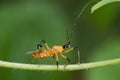 Yellow assassin bug macro