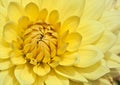 Yellow aster Royalty Free Stock Photo