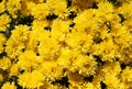 Yellow aster callistephus flowers on a sunny day