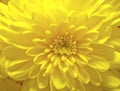 Yellow aster flower Royalty Free Stock Photo