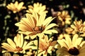 Yellow aster flowers with bees Royalty Free Stock Photo