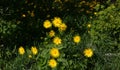 Yellow aster flowers doronicum oriental on a flowerbed on a bright sunny day