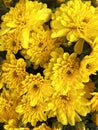 Yellow asters bouquet, many asters outdoors