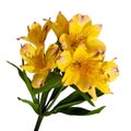 Yellow astromeria Royalty Free Stock Photo