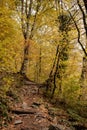 Yellow Atumn forest and path with stones