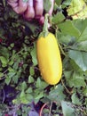 Yellow aubergine growing in the soil