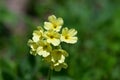 A yellow auricula in the Belianske Tatra in Slovakia