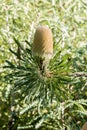 Yellow Australian native Banksia wildflower in bloom against green foliage Royalty Free Stock Photo