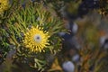 Yellow Australian native broad-leaf drumstick flower