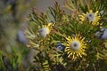 Yellow Australian native broad-leaf drumstick flowers