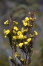 Yellow Australian native Large Wedge Pea flowers Royalty Free Stock Photo