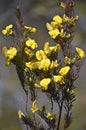 Yellow Australian native Large Wedge Pea flowers Royalty Free Stock Photo