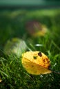 Yellow autumn apple tree leaf translucent, selective focus on green grass. Closeup shot of apple tree leaf on green