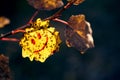 Yellow autumn aspen leaf on a branch with a smile on a dark background.