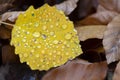 Yellow autumn aspen  leaf with dew drops. Royalty Free Stock Photo