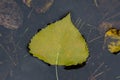 Yellow autumn aspen leaf floating in water puddle Royalty Free Stock Photo