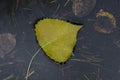 Yellow autumn aspen leaf floating in water puddle Royalty Free Stock Photo