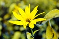 Yellow autumn big flowers on a flower bed Royalty Free Stock Photo