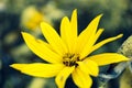 Yellow autumn big flowers on a flower bed Royalty Free Stock Photo