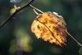 Yellow autumn birch leaf closeup selective focus Royalty Free Stock Photo