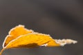 Yellow autumn birch leaf covered with the first frost in the light of sunlight. Close up view Royalty Free Stock Photo