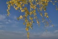 Yellow autumn birch leaves against a background of blue sky and clouds.